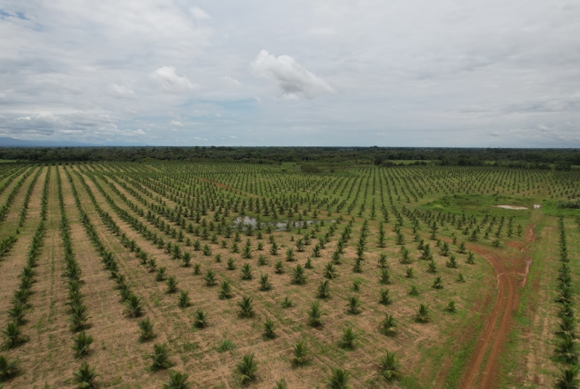 Fincas en San Carlos